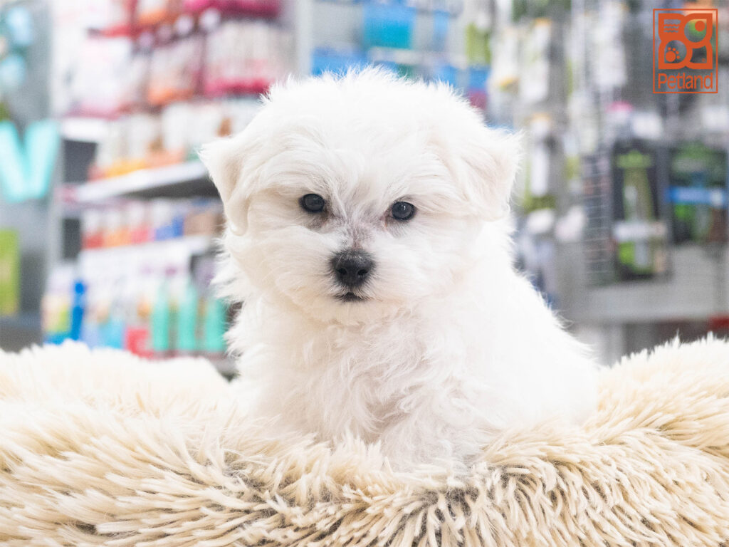 Bichon Frise Image #1