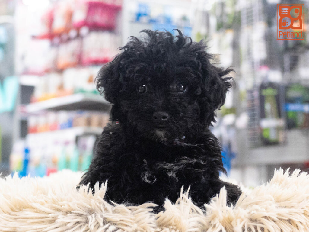 Poodle Image #1