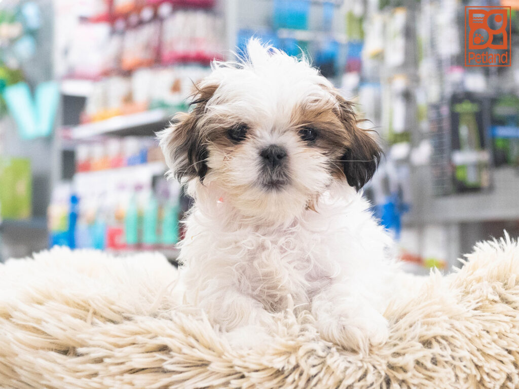 Shih Tzu Image #1