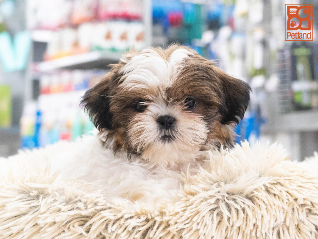 Shih Tzu Image #1