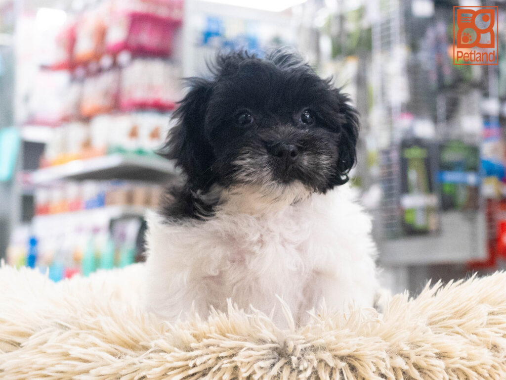 Shihpoo Image #1