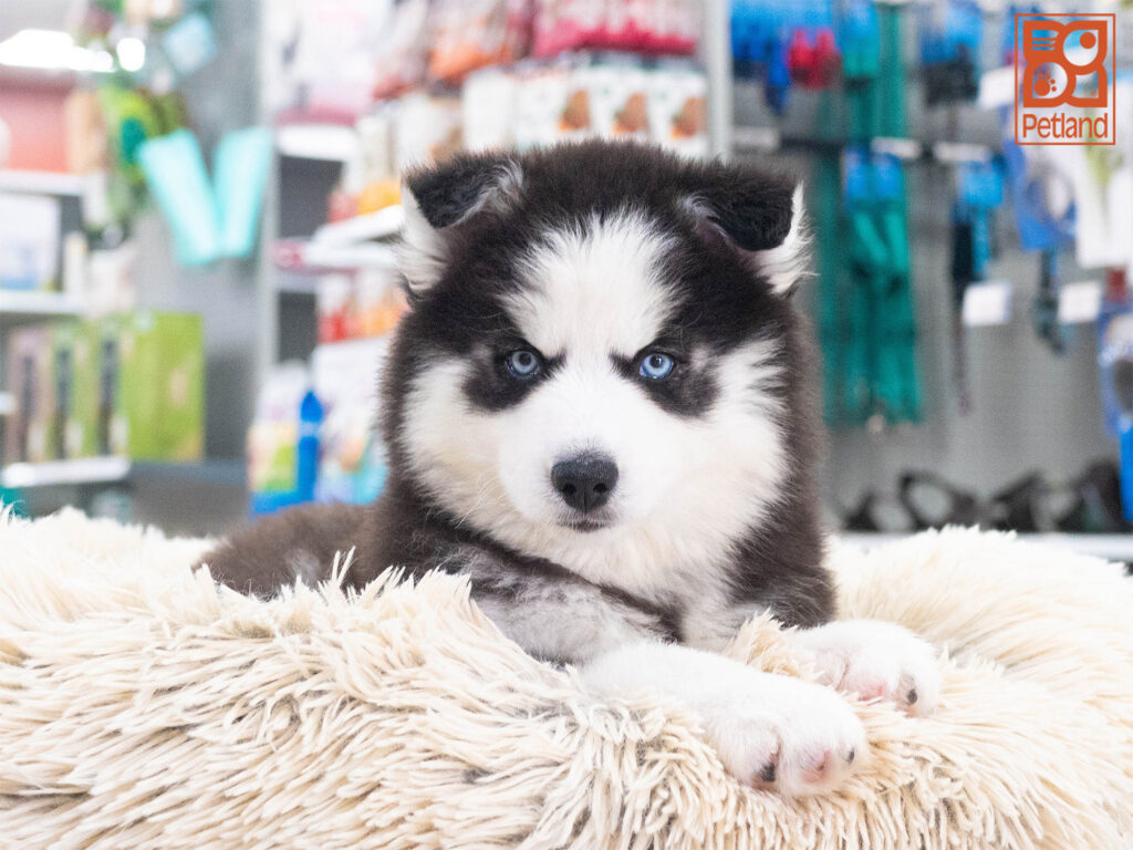 Siberian Husky Image #1