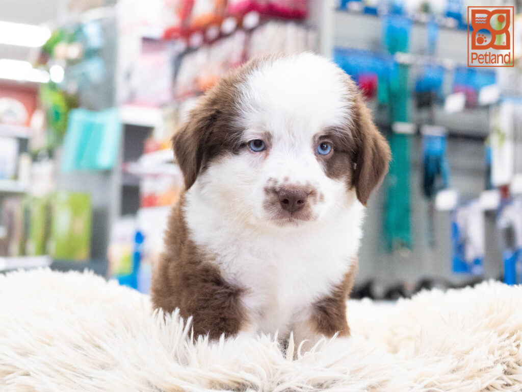 Mini Australian Shepherd Image #1