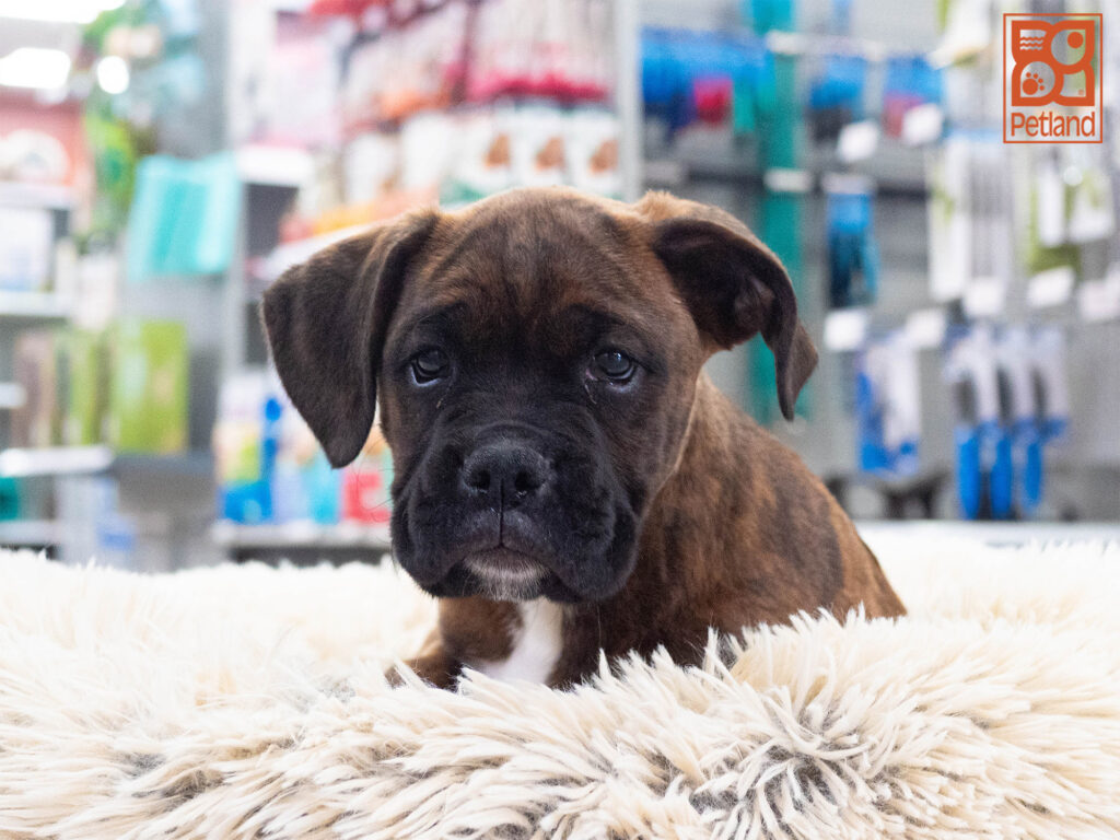 Boxer Image #1