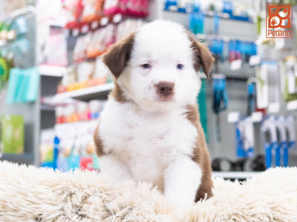 Mini Australian Shepherd Image #1