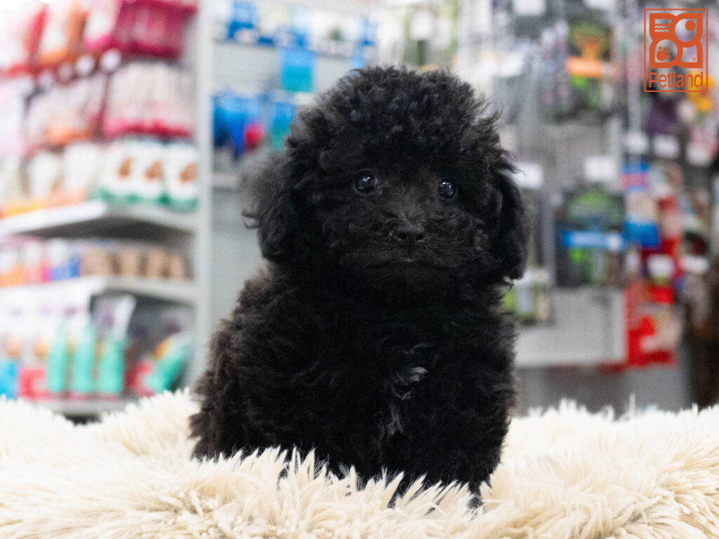 Poodle Image #1