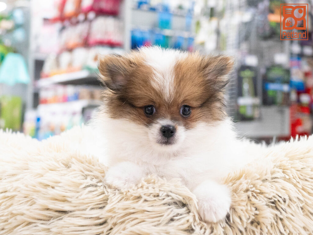 Pomeranian Image #1