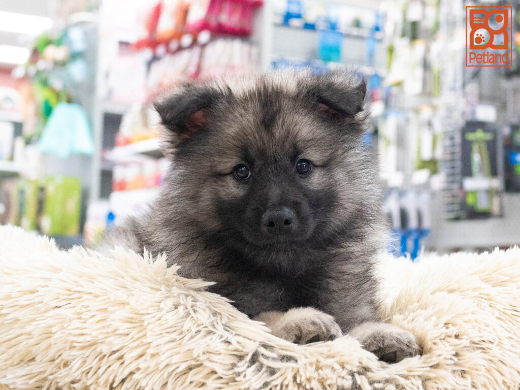Keeshond Image #1