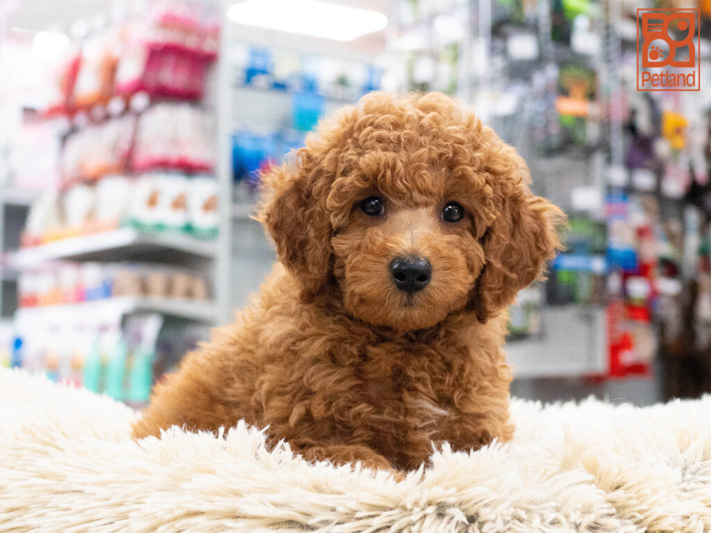 Poodle Image #1