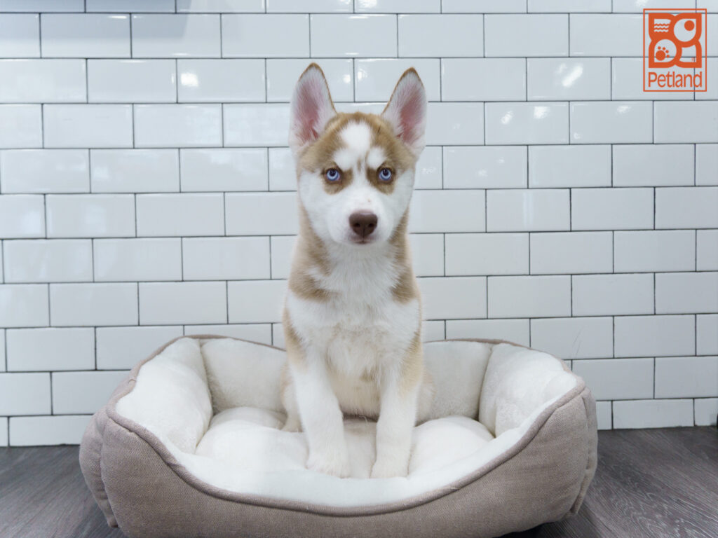 Siberian Husky Image #1
