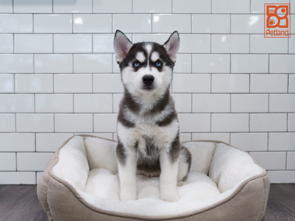 Siberian Husky Image #1