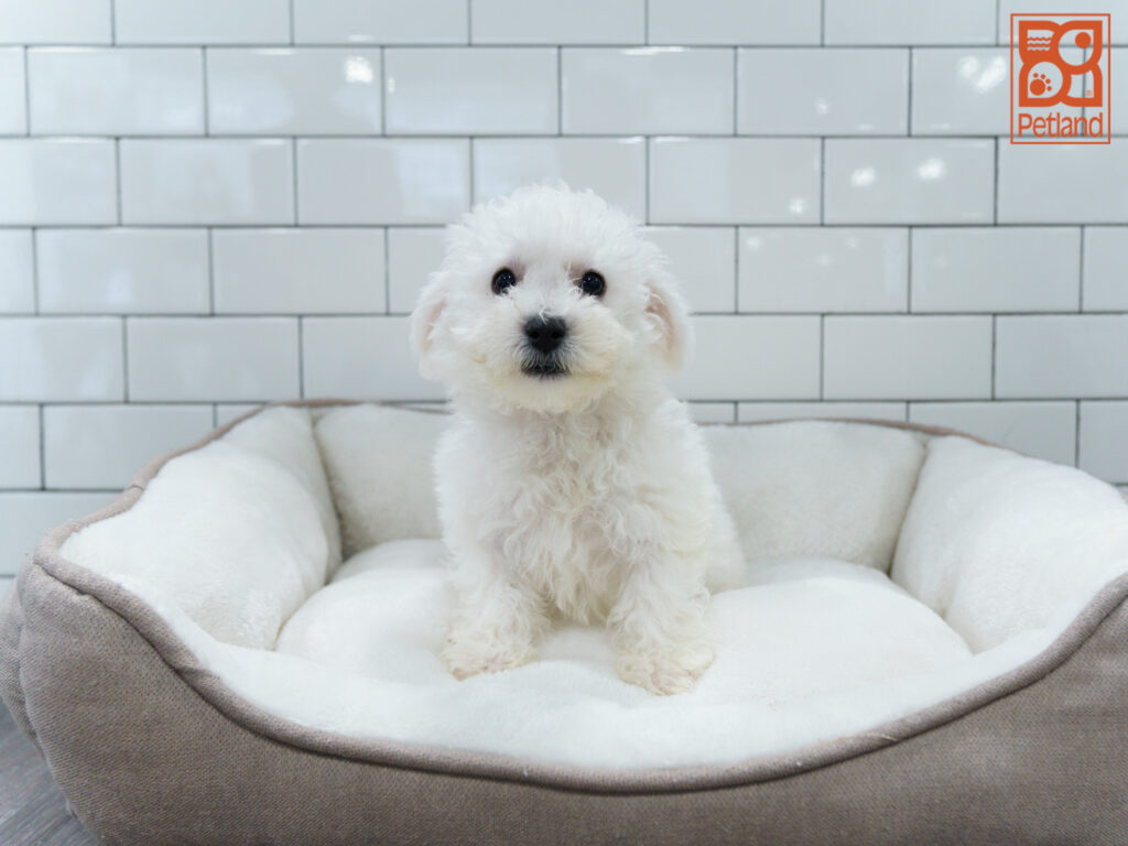 Bichon Frise Image #1