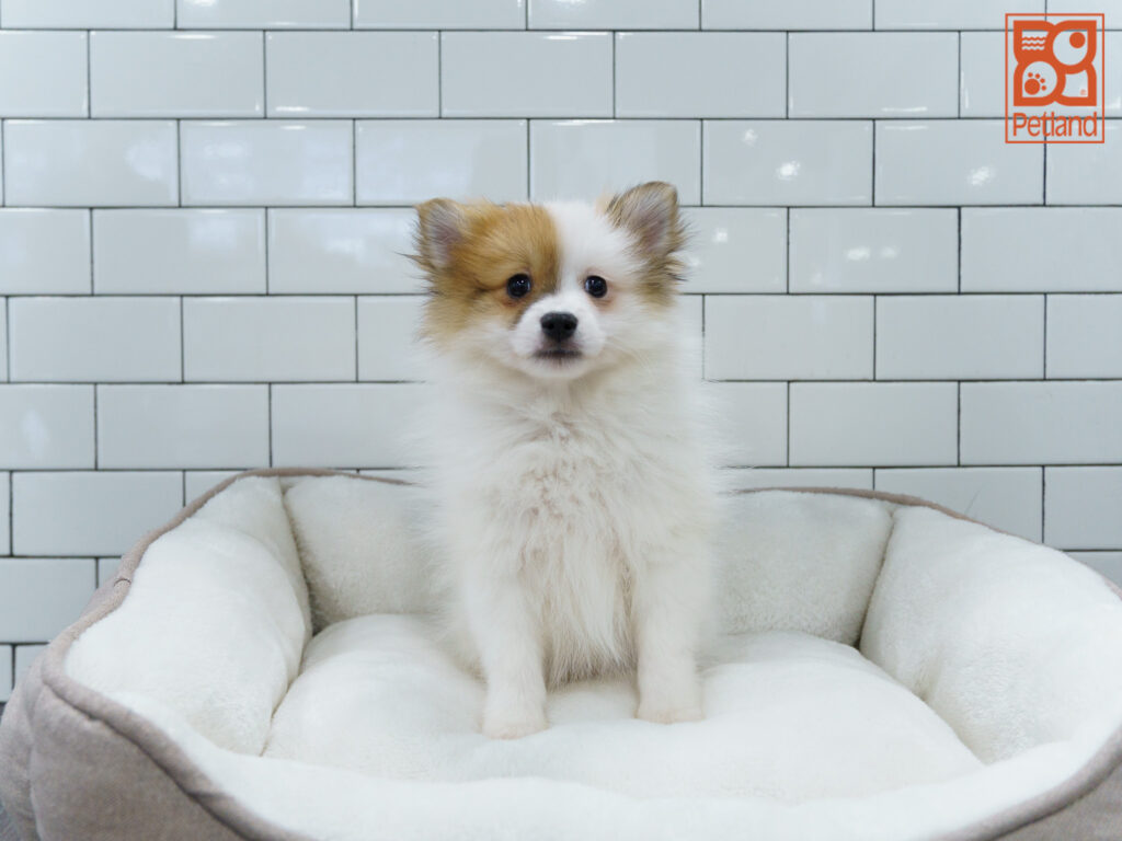 Pomeranian Image #1