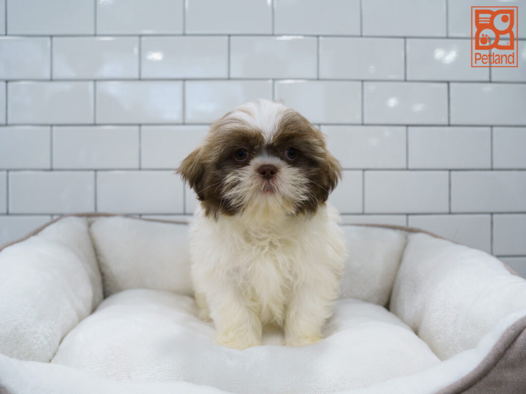Shih Tzu Image #1