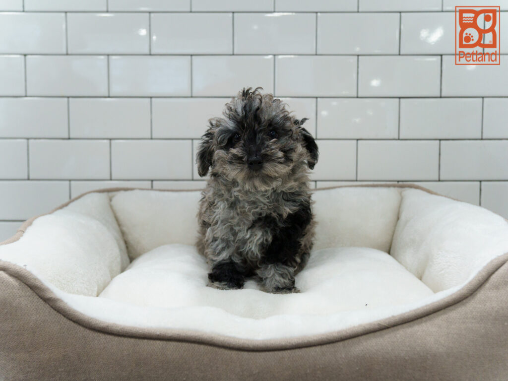 Poodle Image #1