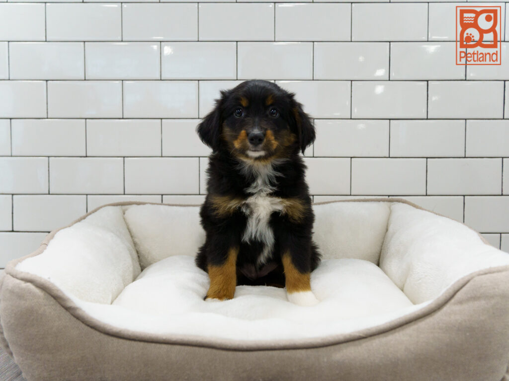 Australian Shepherd Image #1