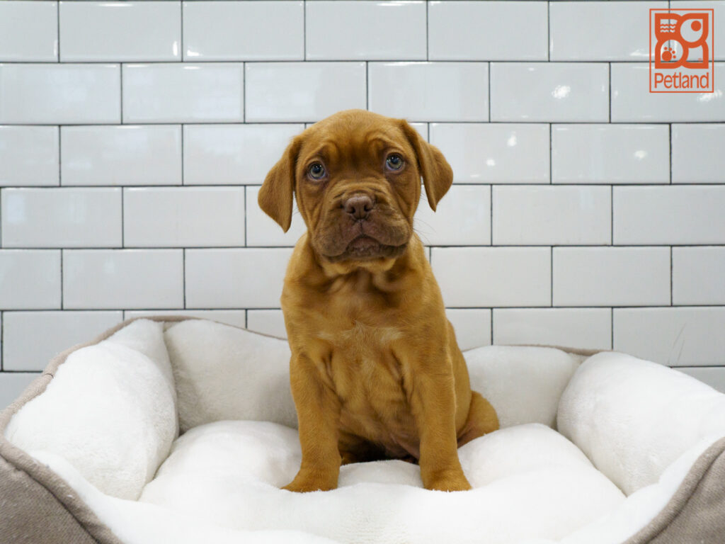 Dogue de Bordeaux Image #1