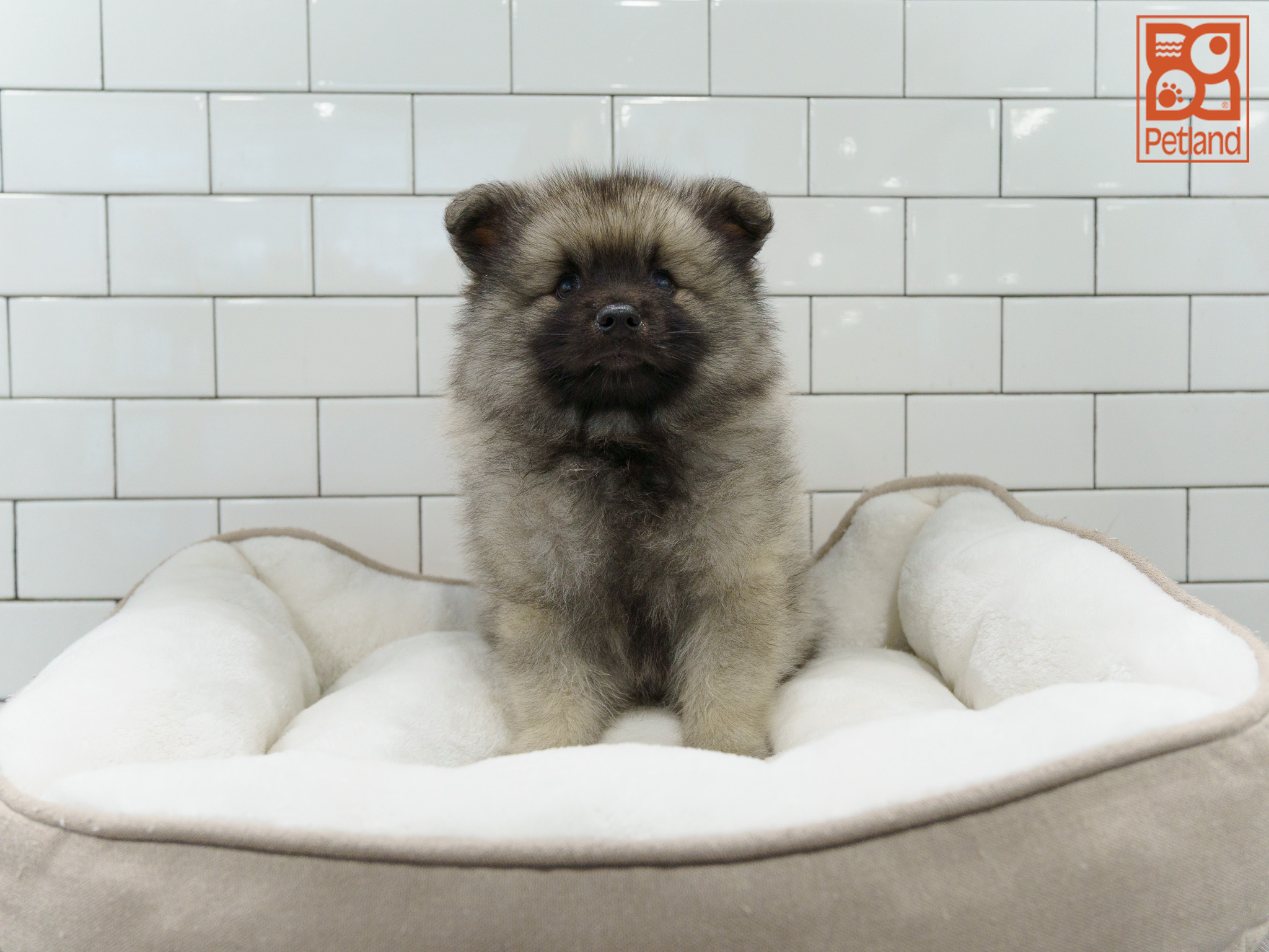 Keeshond Image #1