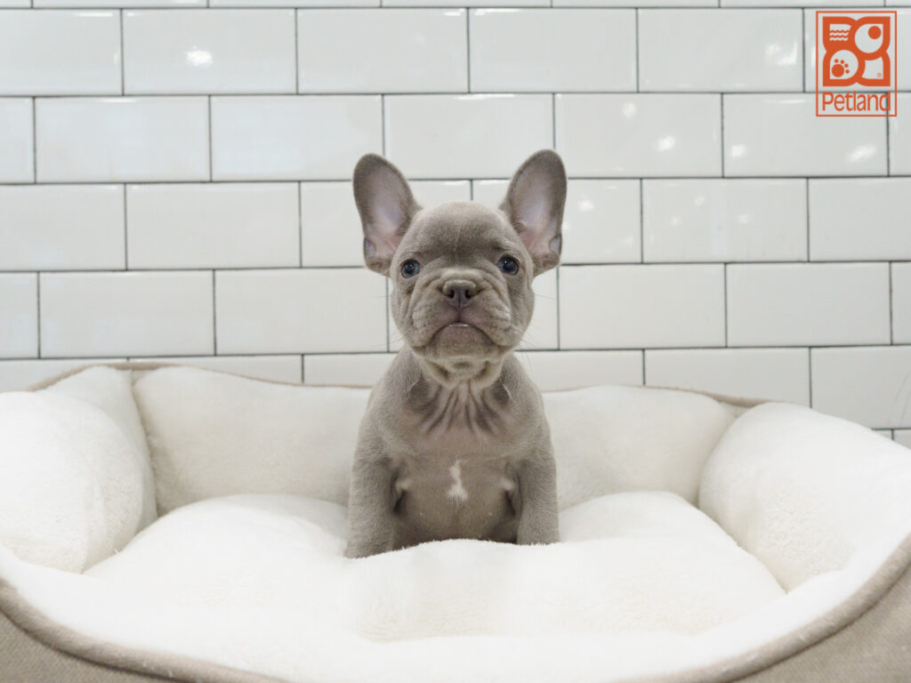 French Bulldog Image #1