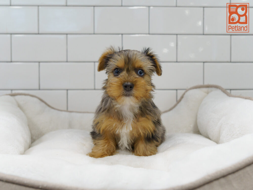 Yorkshire Terrier Image #1