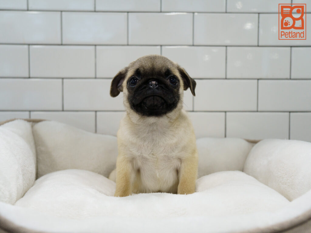 Pug Image #1