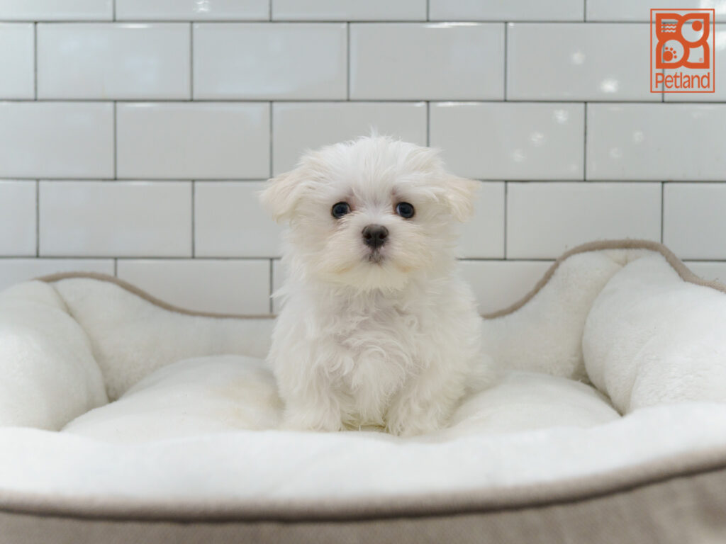 Maltese Image #1
