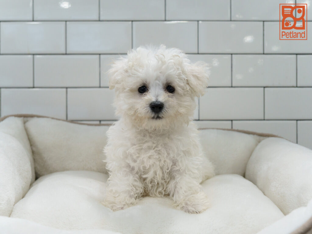 Bichon Frise Image #1
