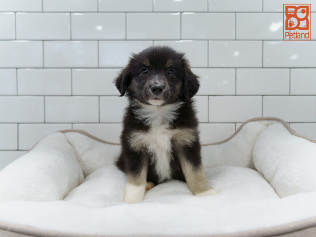 Australian Shepherd Image #1