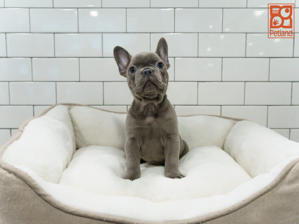 French Bulldog Image #1