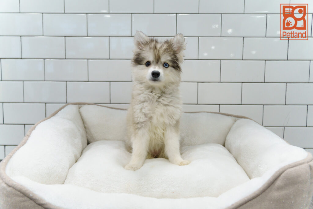 Alaskan Klee Kai Image #1