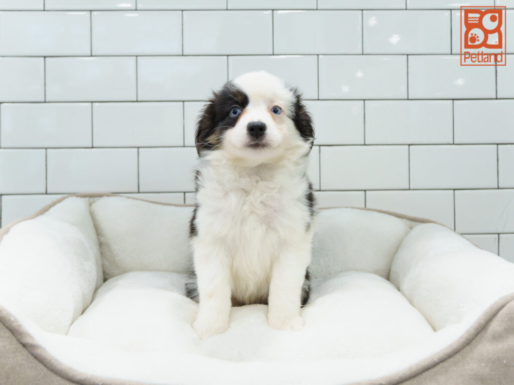 Mini Australian Shepherd Image #1