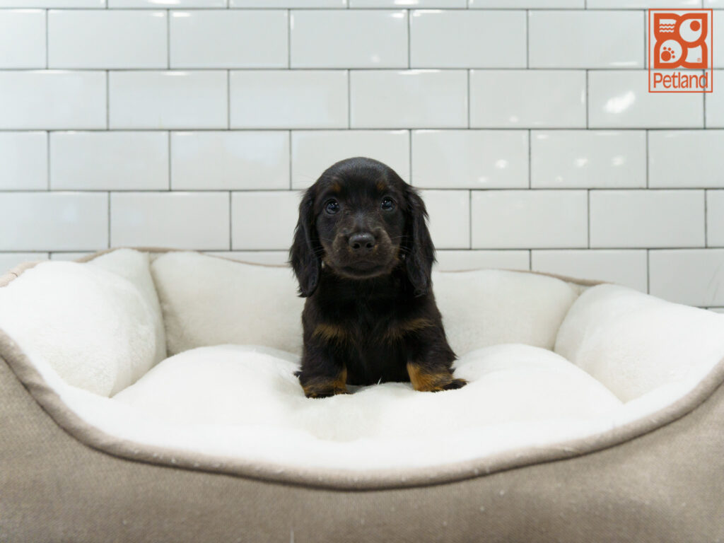 Dachshund Image #1