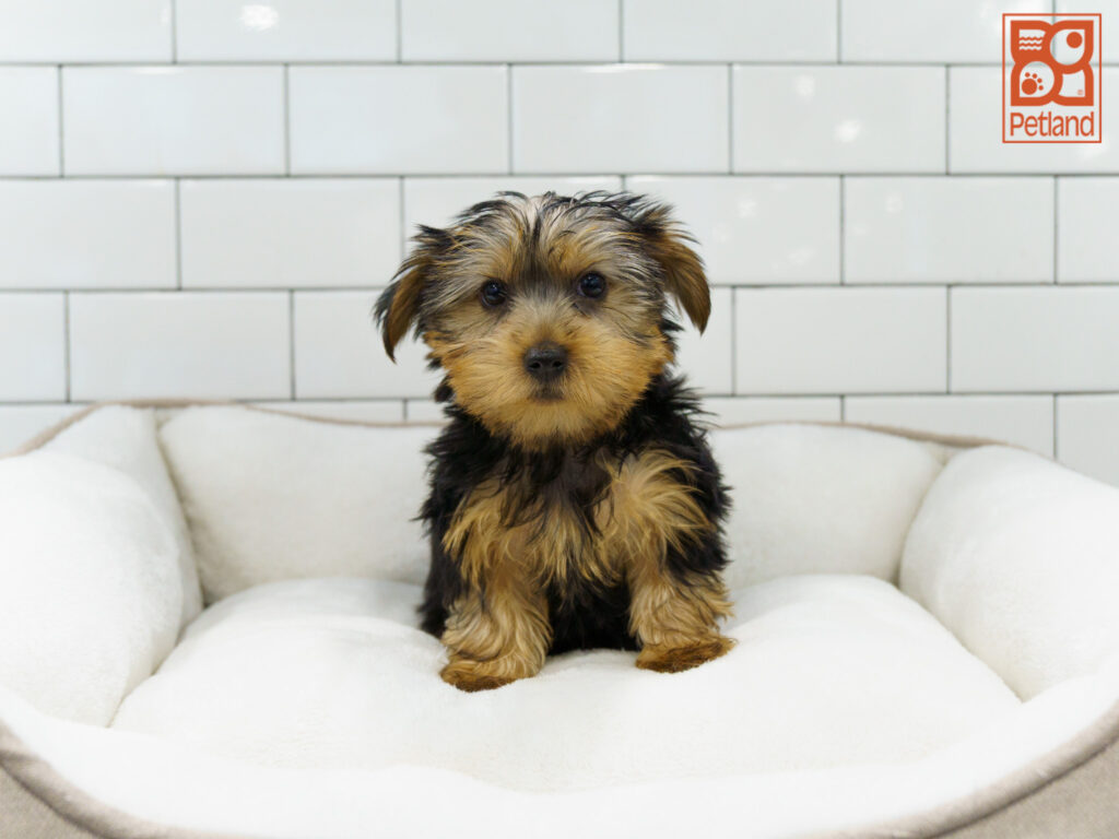 Yorkshire Terrier Image #1