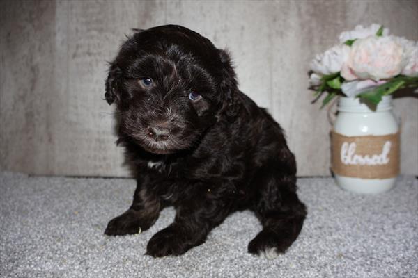 Cockapoo 2nd Gen Image #1