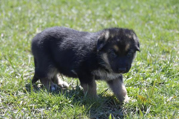 German Shepherd Image #1
