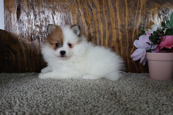 Pomeranian Image #1
