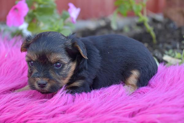 Yorkshire Terrier Image #1