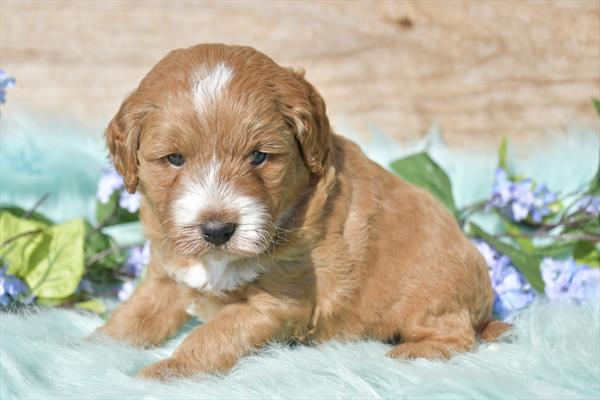 Goldendoodle Mini 2nd Gen Image #1