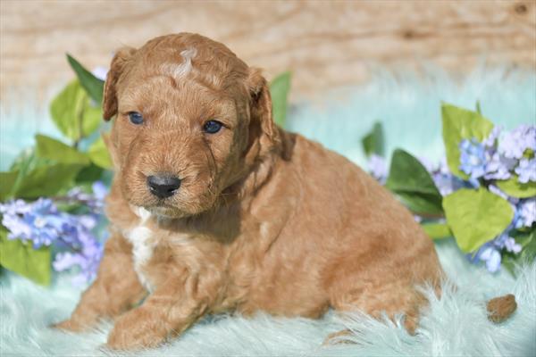 Mini Goldendoodle 2nd Gen Image #1