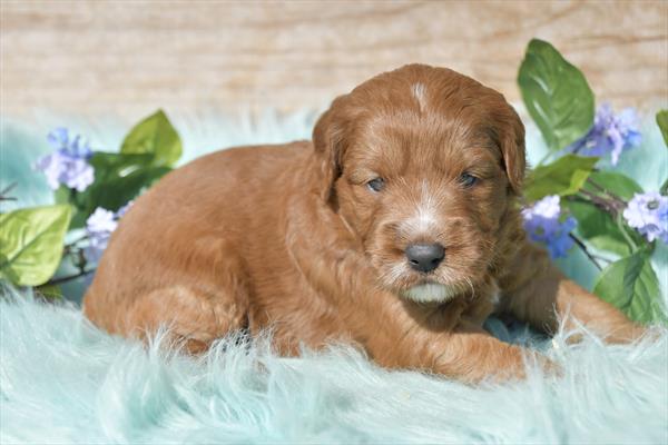 Mini Goldendoodle Image #1