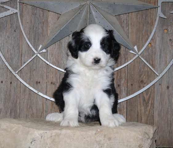 Mini Aussiedoodle Image #1