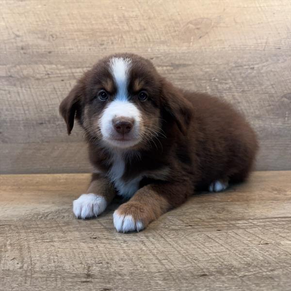 Mini Australian Shepherd Image #1