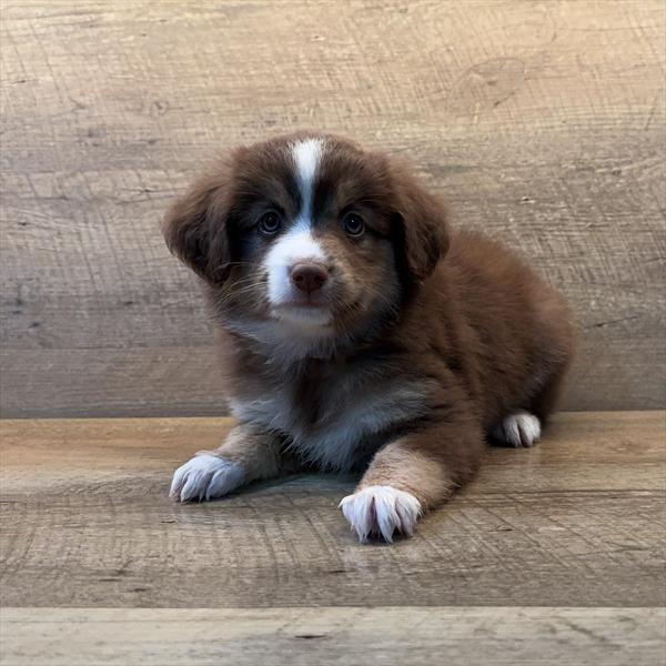 Mini Australian Shepherd Image #1