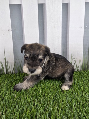 Miniature Schnauzer Image #1