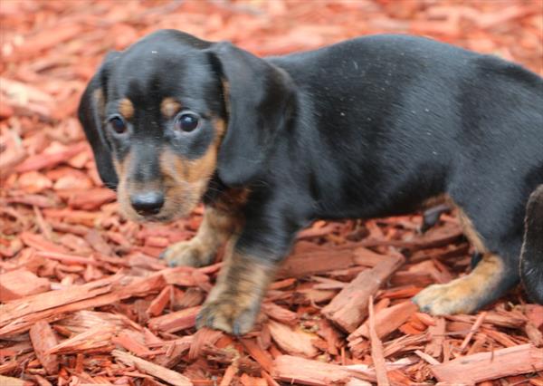 Dachshund - 9019 Image #1