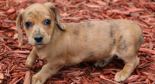 Dachshund - 9020 Image #1