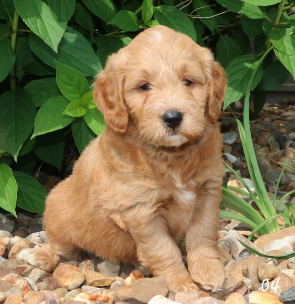 Goldendoodle Mini Image #1