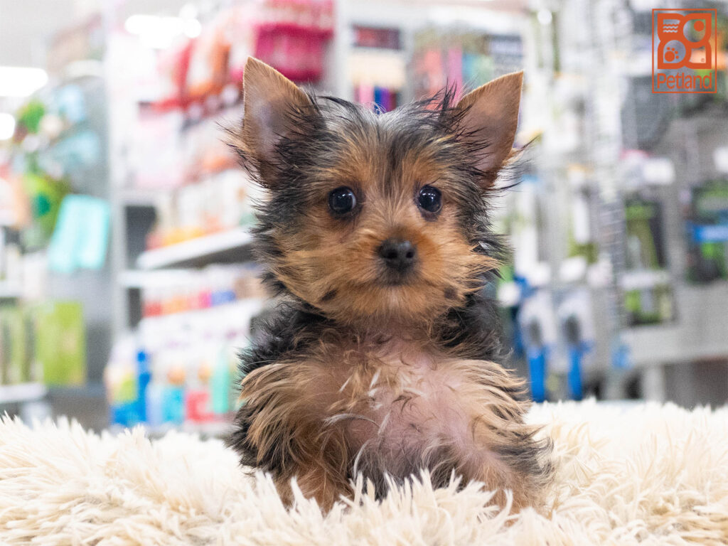Yorkshire Terrier Image #1