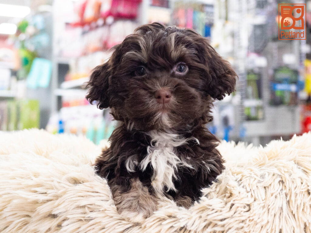 Havanese Image #1