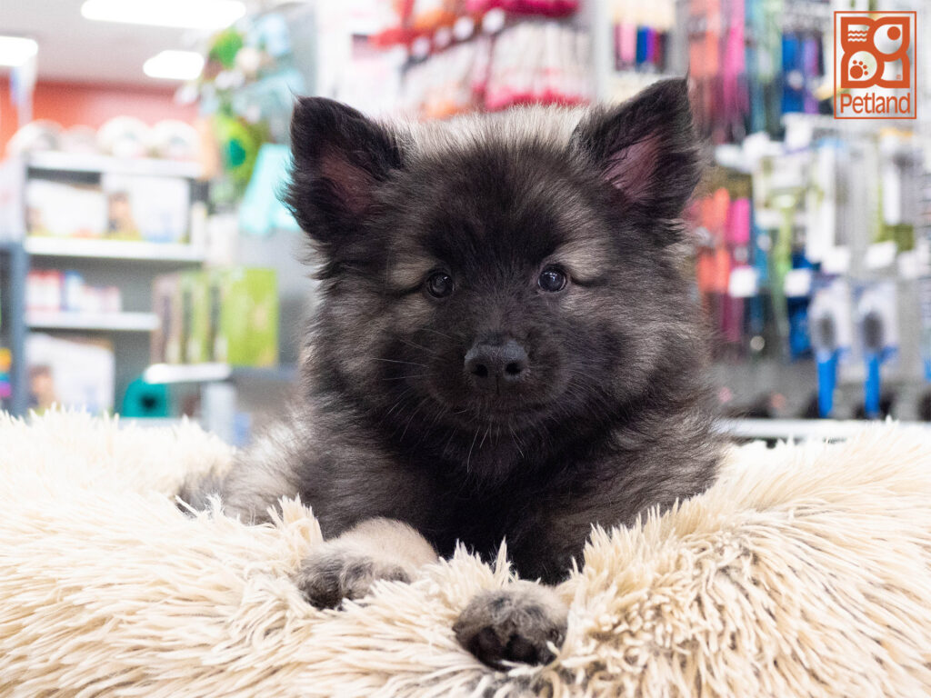 Keeshond Image #1